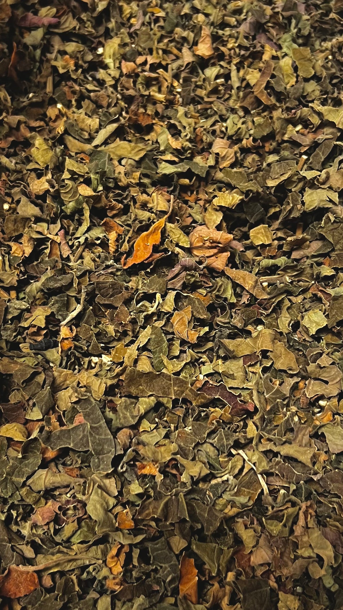 Patchouli Leaf Tea
