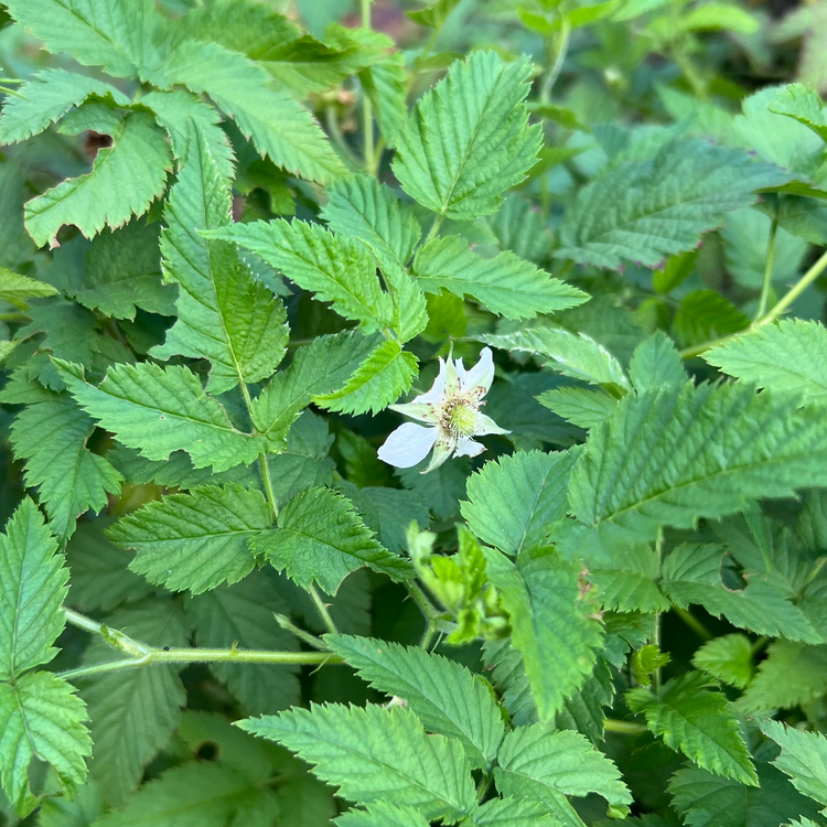 Red Raspberry Leaf