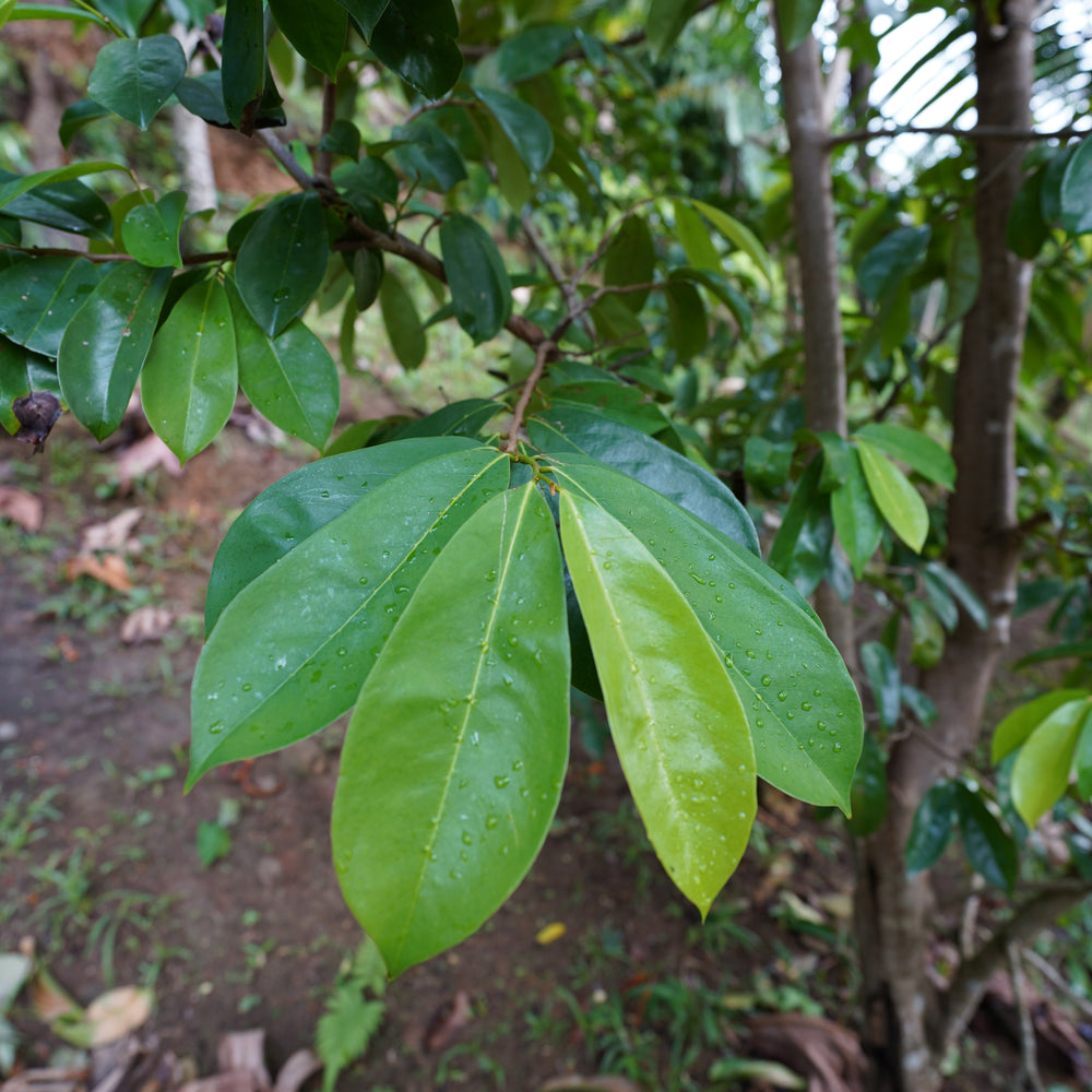 
                  
                    Soursop Leaf
                  
                