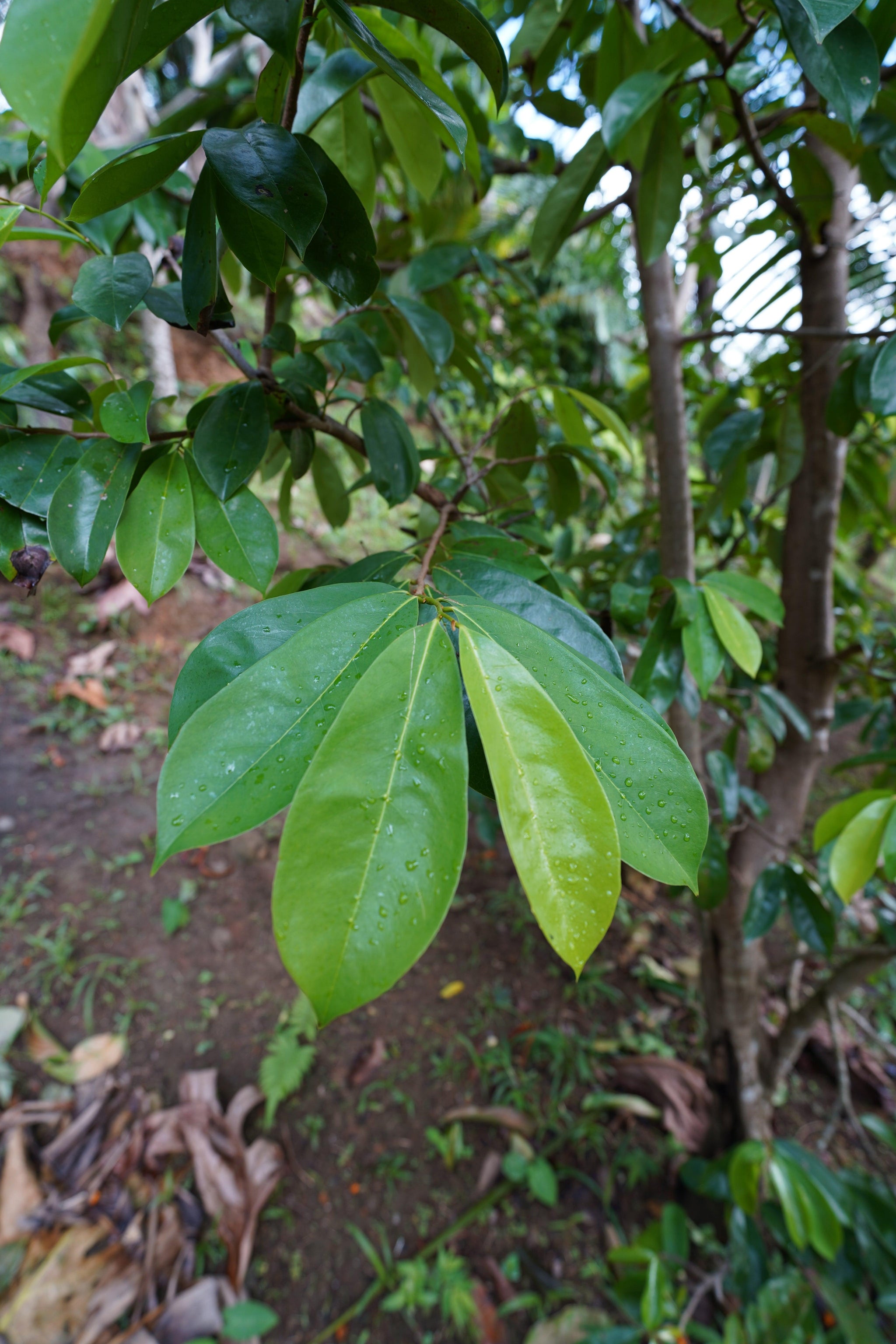 Close-up of green leaves on a tree branch with a blurred natural background
